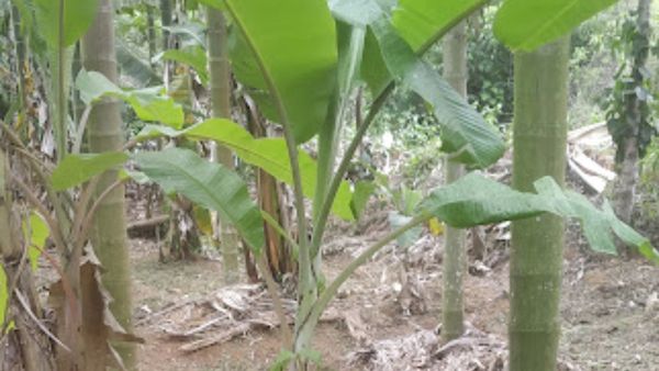 ಅಡಿಕೆ ತೋಟ ಉಳಿಸಲು ಟ್ಯಾಂಕರ್ ನೀರಿನ ಮೊರೆ ಹೋದ ರೈತರು! 