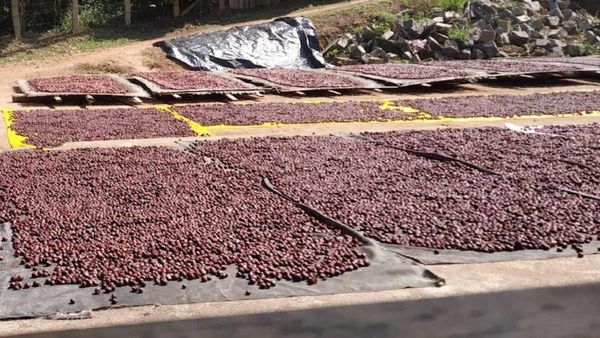  Arecanut price: ಪ್ರಸ್ತುತ ಕ್ವಿಂಟಾಲ್‌ ಅಡಿಕೆ ಧಾರಣೆ ಹೇಗಿದೆ?-ಜಿಲ್ಲಾವಾರು ಅಂಕಿಅಂಶಗಳನ್ನು ಗಮನಿಸಿ 