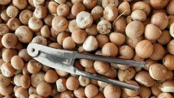 Arecanut Price:ಅಡಿಕೆ ದರದಲ್ಲಿ ಭಾರೀ ಕುಸಿತ ಬೆಳೆಗಾರನಿಗೆ ಶಾಕ್‌, ಹೆಚ್ಚಾಯ್ತು ವಿದೇಶಿ ಆಮದಿನ ತಲೆಬಿಸಿ