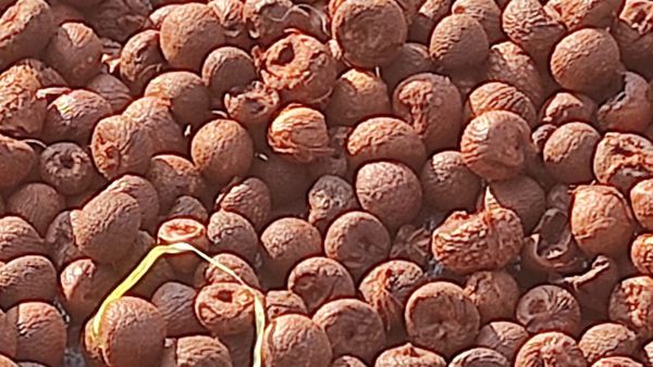 ದಾವಣಗೆರೆ: ಮತ್ತೆ ಇಳಿಮುಖದತ್ತ ಸಾಗುತ್ತಿರುವ ಅಡಿಕೆ ಧಾರಣೆ, ಅಂಕಿಅಂಶಗಳ ವಿವರ ತಿಳಿಯಿರಿ