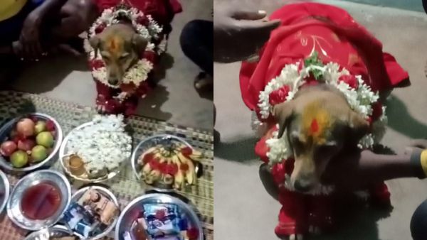 ಹಾಡು ಹಾಡಿ ನಾಯಿಗೆ ಸೀಮಂತ: 50ಕ್ಕೂ ಹೆಚ್ಚು ಮಂದಿ ಭಾಗಿ- ವಿಡಿಯೋ ವೈರಲ್