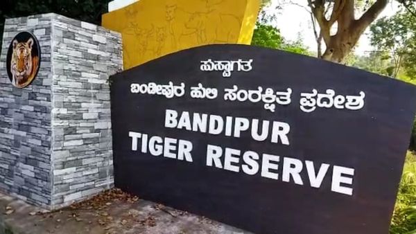 Bandipur National Park: ಬಂಡೀಪುರ ಅಭಯಾರಣ್ಯದಲ್ಲಿ ಗ್ರೀನ್ ಟ್ಯಾಕ್ಸ್‌ನಿಂದ ಸಂಗ್ರಹವಾದ ಹಣ ಎಷ್ಟು ಕೋಟಿ?-ಇಲ್ಲಿದೆ ಮಾಹಿತಿ