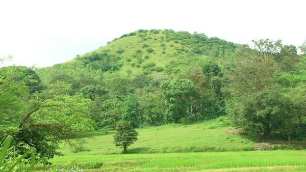 ಕೊಡಗಿನಲ್ಲಿ ಭತ್ತದರಾಶಿಯಂತೆ ಕಂಗೊಳಿಸುವ ಈ ಬೆಟ್ಟ ಯಾವುದು ಗೊತ್ತಾ..? ಚಾರಣಪ್ರಿಯರು ಮಿಸ್‌ ಮಾಡಬೇಡಿ
