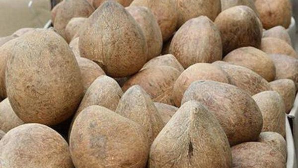 Copra Price: ನಾಫೆಡ್ ಕೇಂದ್ರಗಳ ಮೂಲಕ ಕೊಬ್ಬರಿ ಖರೀದಿ ವಿಳಂಬ: ತೆಂಗು ಬೆಳೆಗಾರರ ಆಕ್ರೋಶ