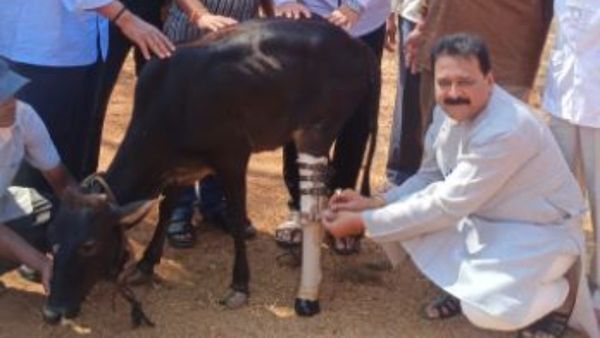 ಮನುಷ್ಯನಂತೆ ಹಸುವಿಗೆ ಕೃತಕ ಕಾಲು ಜೋಡಣೆ ಯಶಸ್ವಿ, ಮಾಹಿತಿ