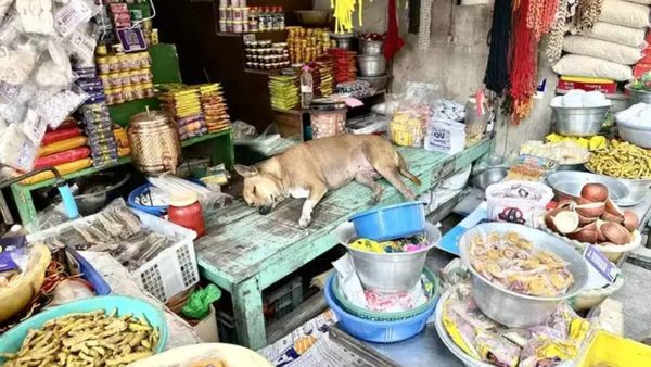 Tirupati Dog: ಓಯಿ...ನಾಯಿ ಒಂದು ಚಾಕಲೇಟ್ ಕೊಡು....: ತಿರುಪತಿಯಲ್ಲಿ ಶ್ವಾನದ ದಿನಸಿ ಅಂಗಡಿ