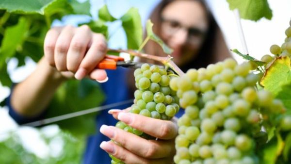 Drakshi Mela: ಇಂದಿನಿಂದ ದ್ರಾಕ್ಷಿ ಮೇಳ: ದ್ರಾಕ್ಷಿ, ಕಲ್ಲಂಗಡಿ ಹಣ್ಣಿನ ರುಚಿಯುಣಿಸಲು ಮುಂದಾದ ಹಾಪ್‌ಕಾಮ್ಸ್