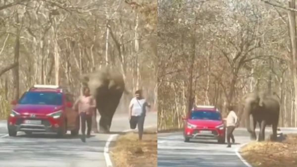 ಅಬ್ಬಾ...ಸದ್ಯ ಬಜಾವ್: ಒಂಟಿ ಸಲಗದ ದಾಳಿಯಿಂದ ಕೂದಲೆಳೆ ಅಂತರದಲ್ಲಿ ಪಾರಾದ ಪ್ರವಾಸಿಗರು!