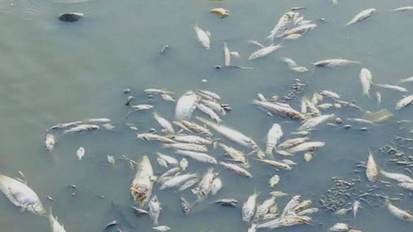 ಕಾವೇರಿ ನದಿಯಲ್ಲಿ ಸ್ಫೋಟಕ ಬಳಸಿ ಮೀನುಗಾರಿಕೆ: ಸಂಪೂರ್ಣ ವಿವರ ತಿಳಿಯಿರಿ