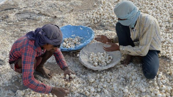 Garlic Price: ಬೆಳ್ಳುಳ್ಳಿ ಕಬಾಬ್‌ ಟ್ರೆಂಡ್‌ ಬೆನ್ನಲ್ಲೇ ಬೆಳ್ಳುಳ್ಳಿ ಬೆಲೆ ಗಗನಕ್ಕೆ- ಕೆಜಿಗೆ ಅರ್ಧ ಸಾವಿರಕ್ಕೂ ಚೂರು ಕಮ್ಮಿ