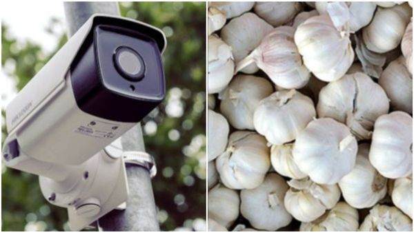 Garlic Price: ಬೆಳ್ಳುಳ್ಳಿ ರಕ್ಷಣೆಗೆ ಬಂದೂಕು ಹಿಡಿದ ರೈತರು: ಹೊಲಗಳಿಗೆ ಸಿಸಿಟಿವಿ ಕಣ್ಗಾವಲು