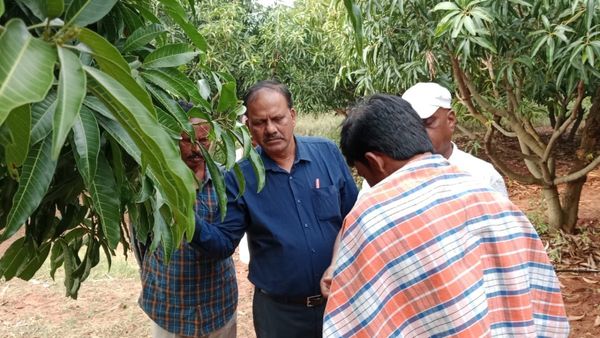 ಬೇಸಿಗೆಯ ಕಾವು: ಮಾವು ಬೆಳೆ ಸಂರಕ್ಷಣಾ ಕ್ರಮಗಳು 