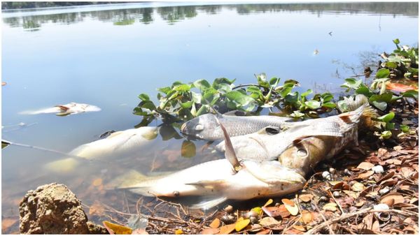 Mysuru: ಕುಕ್ಕರಹಳ್ಳಿ ಕೆರೆಯಲ್ಲಿ ಮೀನುಗಳ ಮಾರಣಹೋಮ