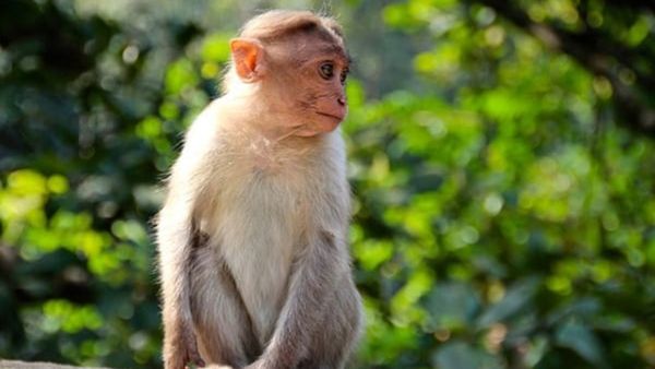 ಚಿಕ್ಕಮಗಳೂರಿನ ಜನರೇ ಎಚ್ಚರ! ಹೆಚ್ಚುತ್ತಿದೆ ಮಂಗನ ಕಾಯಿಲೆ ಆತಂಕ, ಆರೋಗ್ಯ ಇಲಾಖೆಯಿಂದ ಹೈ ಅಲರ್ಟ್