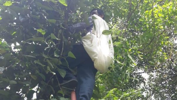 ಕೊಡಗಿನ ಜನರೇ ಎಚ್ಚರ..! ಕರಿಮೆಣಸು ಕೊಯ್ಲಿನ ಭರದಲ್ಲಿ ಅಲ್ಯುಮಿನಿಯಂ ಏಣಿ ಬಳಸುವ ಮುನ್ನ ಜಾಗ್ರತೆ