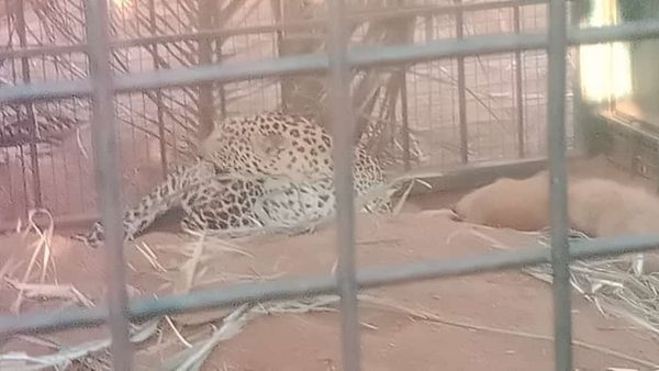 ಚಾಮರಾಜನಗರ: ಕೊನೆಗೂ ಬೋನಿಗೆ ಬಿದ್ದ ರೈತರಿಗೆ ಉಪಟಳ ನೀಡುತ್ತಿದ್ದ ಚಿರತೆ