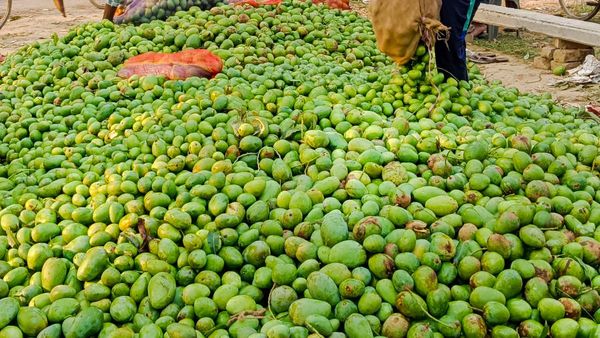 ಬೇಸಿಗೆಯಲ್ಲಿ ಮಾವು ಬೆಳೆ ಕಾಡುವ ರೋಗಗಳು; ಹತೋಟಿ ಕ್ರಮ 