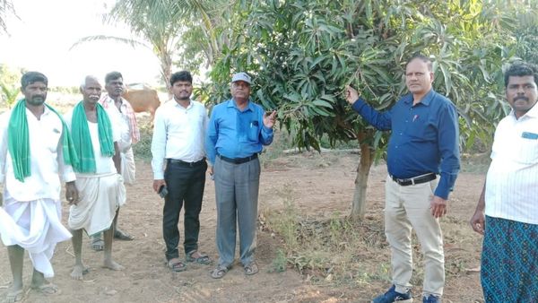 ಬೇಸಿಗೆ ಹಂಗಾಮು; ಮಾವು ನಿರ್ವಹಣೆಗೆ ರೈತರಿಗೆ ಸಲಹೆ 
