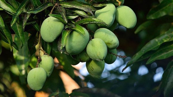 Dharwad Mango: ಮಾವಿನ ಮರದಲ್ಲಿ ಭಾರೀ ಹೂಗಳು: ಬೆಳೆಗಾರರ ಮೊಗದಲ್ಲಿ ಮಂದಹಾಸ ಮೂಡಿಸಿದ ಮ್ಯಾಂಗೋ