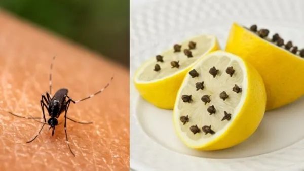 Mosquito Remedies: ನಿಮ್ಮ ಮನೆಯಲ್ಲಿ ಝುಯಿ... ಝುಯಿ.... ಶಬ್ದ ಮಾಡುತ್ತಾ ಸೊಳ್ಳೆ?
