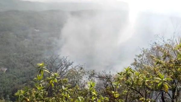 ಚಿಕ್ಕಮಗಳೂರು: ಮುಳ್ಳಯ್ಯನಗಿರಿಯಲ್ಲಿ ಕಾಡ್ಗಿಚ್ಚು, ಸಸ್ಯ ಸಂಪತ್ತು ನಾಶ