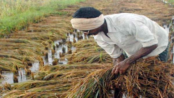 Raichur Paddy: ಹಚ್ಚ ಹಸಿರಿನಿಂದ ಕಂಗೊಳಿಸಬೇಕಿದ್ದ ಭತ್ತದ ಗದ್ದೆ, ಹಳದಿ ಬಣ್ಣಕ್ಕೆ ಬದಲು- ರಾಯಚೂರಿನಲ್ಲಿ ರೈತ ಕಂಗಾಲು!
