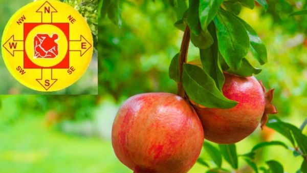 Pomegranate Tree Vastu: ಮನೆಯ ಈ ದಿಕ್ಕಿಗೆ ದಾಳಿಂಬೆ ಗಿಡ ನೆಡಿ... ಆಮೇಲೆ ಏನೆಲ್ಲಾ ಆಗುತ್ತೆ ನೋಡಿ