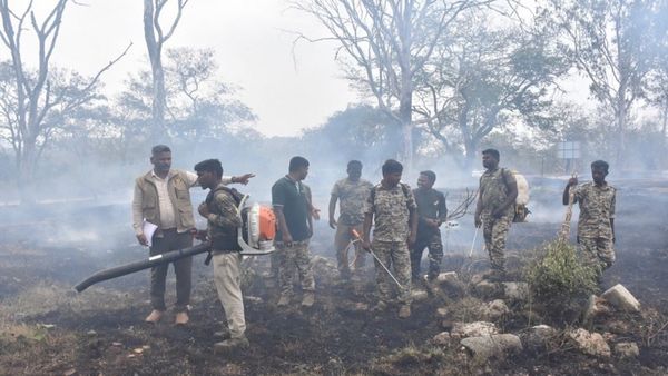 ಬೇಸಿಗೆಯಲ್ಲಿ ಹೊತ್ತಿ ಉರಿಯುವ ಬಂಡಿಪುರ: ಕಾಡ್ಗಿಚ್ಚಿನಿಂದ ಅರಣ್ಯ ರಕ್ಷಿಸಲು ಕಟ್ಟೆಚ್ಚರ