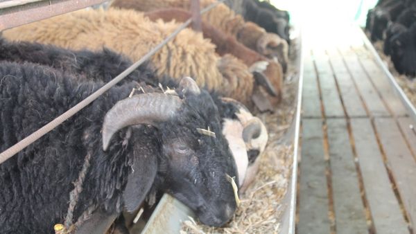 ಅಮೃತ ಸ್ವಾಭಿಮಾನಿ ಕುರಿಗಾಹಿ ಯೋಜನೆ; ಕುರಿ ಸಾಕಣೆಗೆ ಸಬ್ಸಿಡಿ, ವಿವರ