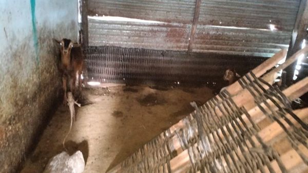 ಗುಂಡ್ಲುಪೇಟೆ: ಮನೆಗಳ ಬಾಗಿಲು ಲಾಕ್‌ ಮಾಡಿ 21 ಕುರಿಗಳನ್ನು ಕದ್ದ ಖದೀಮರು.!