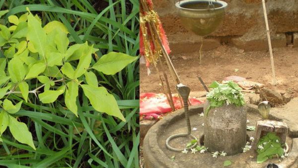Shiva likes Bilvapatra: ಸೋಮವಾರದಂದು ಶಿವಲಿಂಗದ ಮೇಲೆ ಬಿಲ್ವಪತ್ರೆಯನ್ನು ಅರ್ಪಿಸುವ ಹಿಂದಿನ ರಹಸ್ಯವಿದು..