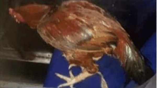 ಬಸ್‌ನಲ್ಲಿ ಕೋಳಿ ಜಗಳ; ಕೋಳಿಗೆ ಟಿಕೆಟ್‌ ಕೇಳಿದ ಕಂಡಕ್ಟರ್‌: ಕೋಳಿಗೂ ಸೀಟ್‌ ಬಿಡಿಸಿಕೊಂಡ ಮಹಿಳೆ