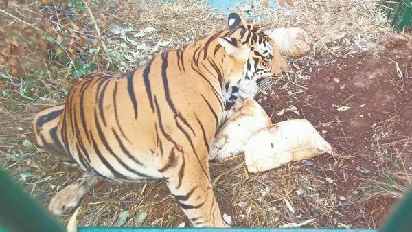 ಮೈಸೂರಿನಲ್ಲಿ ಸೆರೆ ಹಿಡಿದಷ್ಟೂ ಹುಲಿ-ಚಿರತೆಗಳು ಮತ್ತಷ್ಟು ಪ್ರತ್ಯಕ್ಷ: ಕಾರಣವೇನು..?