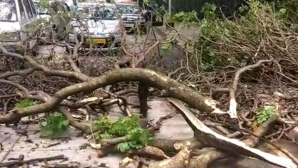 BBMP: ನಿಮ್ಮ ಮನೆ ಮುಂದೆ ಬೀಳುವ ಮರ-ರೆಂಬೆಗಳ ತೆರವಿಗೆ ಹೀಗೆ ಮಾಡಿ