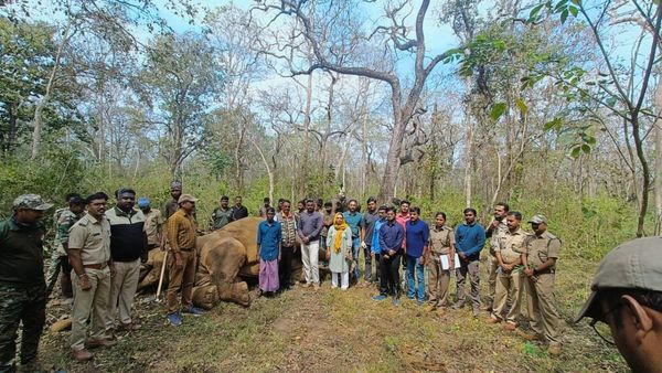 ಬಂಡೀಪುರ:ಹೃದಯಾಘಾತದಿಂದ ಕಾಡಾನೆ ಸಾವು, ಅರಣ್ಯಾಧಿಕಾರಿಗಳು ಹೇಳಿದ್ದೇನು?-ಇಲ್ಲಿದೆ ಮಾಹಿತಿ