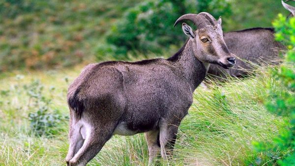 Animals: ನಮ್ಮಿಂದ ದೂರವಾಗುತ್ತಿರುವ ಜೀವಸಂಕುಲಗಳ ಸಂರಕ್ಷಣೆ ಹೇಗೆ?