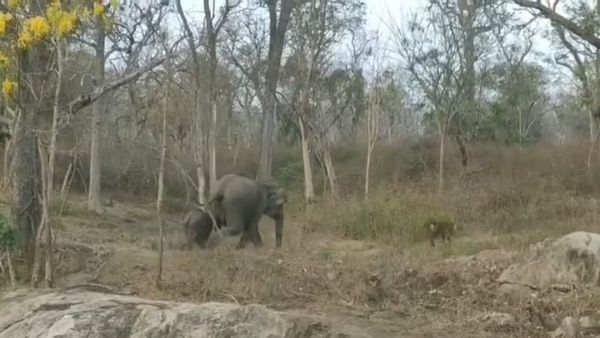 ಬಂಡೀಪುರದಲ್ಲಿ ಕಾಡಿನ ರಾಜನನ್ನೇ ಅಟ್ಟಾಡಿಸಿಕೊಂಡು ಗುಮ್ಮಿದ ಗಜರಾಜ, ವಿಡಿಯೋ ವೈರಲ್‌