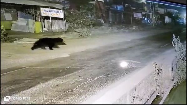 ರಾತ್ರೋರಾತ್ರಿ ಹಿರಿಯೂರು ನಗರದಲ್ಲಿ ಕರಡಿ ಪ್ರತ್ಯಕ್ಷ-ಆತಂಕಗೊಂಡ ಜನತೆ