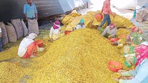 Turmeric Price: ದಾಖಲೆ ಮಟ್ಟಕ್ಕೆ ಮಾರಾಟವಾದ ಬೆಳಗಾವಿ ರೈತ ಬೆಳೆದ ಅರಿಶಿಣ