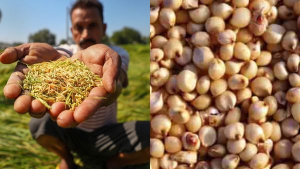 Jowar: ಮಾರುಕಟ್ಟೆಯಲ್ಲಿ ಜೋಳದ ದರ ಕುಸಿತ- ಚಿನ್ನದ ನಾಡಿನ ಬೆಳೆಗಾರರಿಗೆ ನಿರಾಸೆ