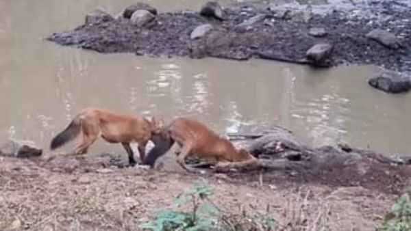 ಚಾಮರಾಜನಗರ: ಸಾಂಬಾರ್ ಜಿಂಕೆಯನ್ನು ಅಟ್ಟಾಡಿಸಿಕೊಂಡು ಬೇಟೆಯಾಡಿ ಸಿಗಿದು ತಿಂದ ಸೀಳು ನಾಯಿಗಳು