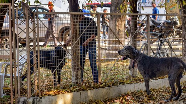 ಶ್ವಾನ ತಳಿಗಳ ನಿಷೇಧ; ಕೇಂದ್ರದ ಆದೇಶಕ್ಕೆ ಹೈಕೋರ್ಟ್ ತಡೆ