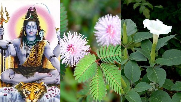Shiva's Favorite Flowers: ಶಿವ ನೆಚ್ಚಿನ ಹೂವು ನಿಮ್ಮ ಪಾಲಿನ ಸಂಕಷ್ಟ ನಿವಾರಕ! ಶಿವರಾತ್ರಿಯಂದು ಬಳಸಿ ಪರಿಣಾಮ ನೋಡಿ