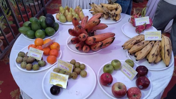 ರೈತರಿಂದ ಗ್ರಾಹಕರಿಗೆ; ಹಣ್ಣು, ಅಣಬೆ, ಜೇನು ಪ್ರದರ್ಶನದ ವಿಶೇಷತೆಗಳು