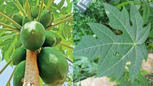 ಅಂತರ್ಜಲ ಅಭಾವದಲ್ಲೂ ಎಂಟು ಎಕರೆ ಪ್ರದೇಶದಲ್ಲಿ ಪಪ್ಪಾಯ, ಬಂಪರ್ ಬೆಳೆ