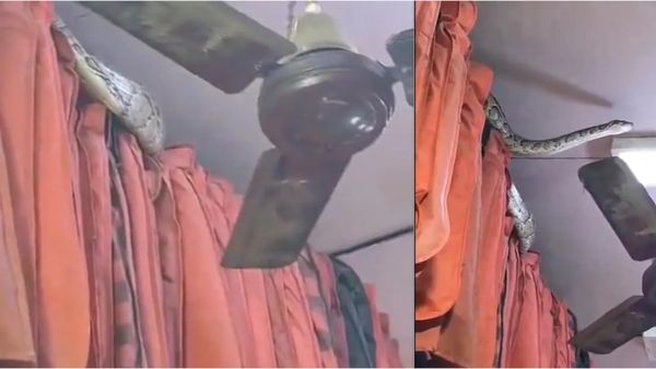 python in clothes shop: ಬಟ್ಟೆ ಖರೀದಿಗೆ ಬಂದ ದೈತ್ಯ ಹೆಬ್ಬಾವು: ದಿಕ್ಕಾಪಾಲಾಗಿ ಓಡಿದ ಜನ- ವಿಡಿಯೋ ವೈರಲ್