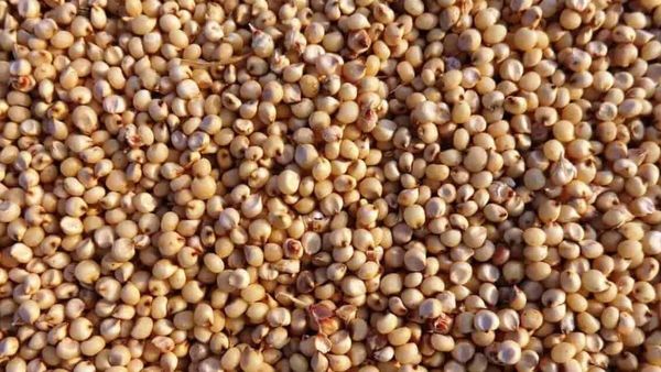 Jowar: ಏಪ್ರಿಲ್ 1ರಿಂದ ಬೆಂಬಲ ಬೆಲೆ ಸಹಿತ 'ಜೋಳ' ಖರೀದಿ: ಸರ್ಕಾರ