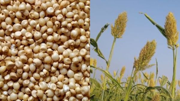 Jowar Price: ಕರ್ನಾಟಕದ ಮಾರುಕಟ್ಟೆಗಳಲ್ಲಿ ಜೋಳದ ದರ ಎಷ್ಟಿದೆ? ಅಂಕಿ-ಸಂಖ್ಯೆ ಮಾಹಿತಿ