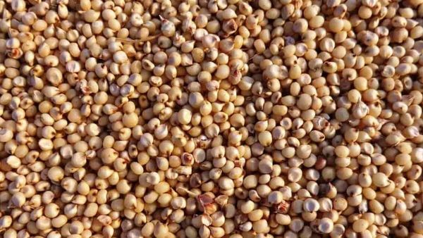 Jowar Price update: ಬರಗಾಲದಲ್ಲಿ ರೈತರನ್ನು ಸಂಕಷ್ಟಕ್ಕೆ ತಳ್ಳಿದ 'ಜೋಳ' ಬೆಲೆ ಕುಸಿತ