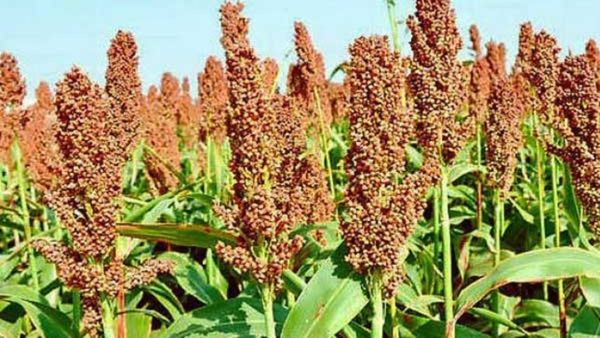 Jowar Price: ಕರ್ನಾಟಕದ ವಿವಿಧೆಡೆ ಜೋಳದ ದರ ಎಷ್ಟಿದೆ? ಮಾರುಕಟ್ಟೆಗಳ ಬೆಲೆ ಪಟ್ಟಿ ಇಲ್ಲಿದೆ